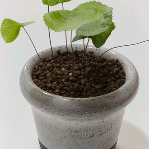 연잎고사리 블리스볼 유약분 토분 식재 이미지