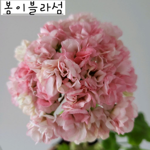 봄이블라섬 제라늄 이미지