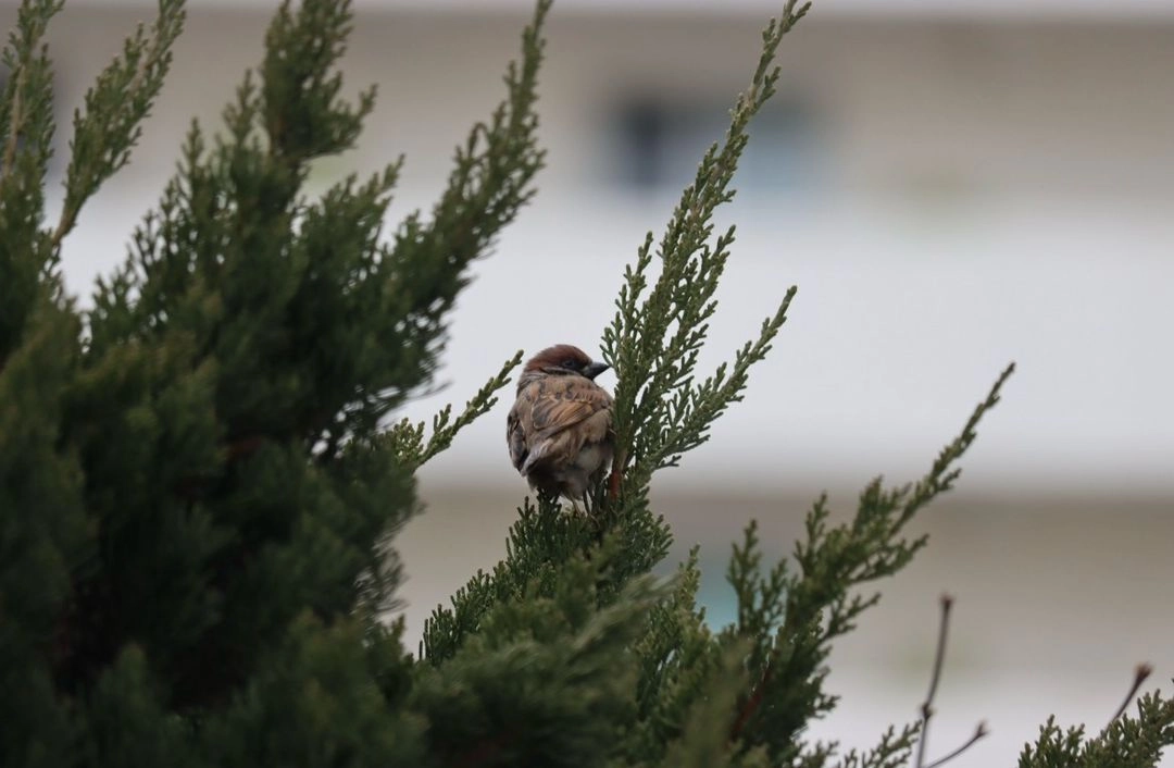 캐논 EOS 550D 망원 풀세트 판매(55-250mm STM 망원 렌즈 + 세로그립) 이미지