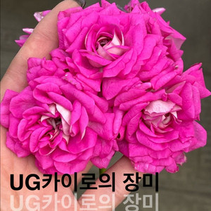 ug카이로의장미 에릭레이브파티 루비아담의별 러시아 제라늄 이미지