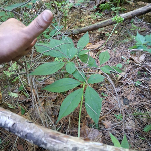 자연에서 자란 자연산 야생산삼 건강을선물합니다 이미지