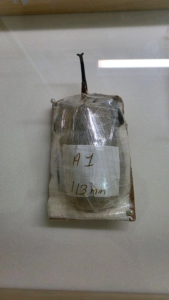 A1 곤충표본 113mm (미연화/진공포장) 원목 케이스 포함 - 안심되는 중고거래