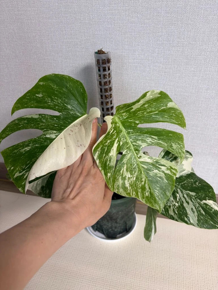 몬스테라 알보 이미지