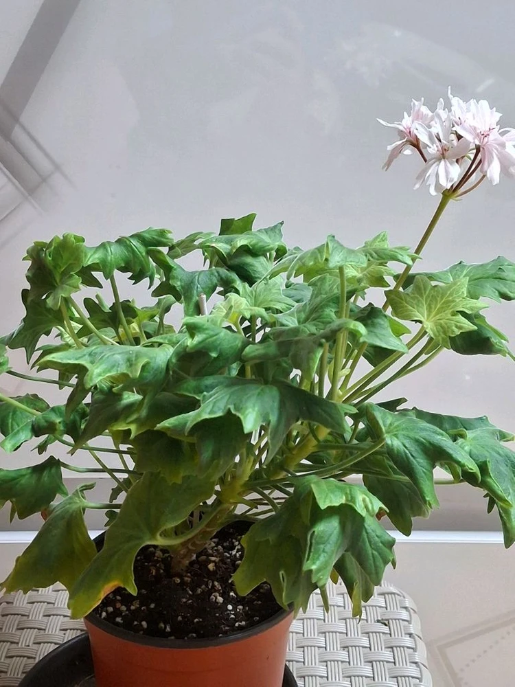 스텔라제라늄 봄날쥬피터 대품 이미지