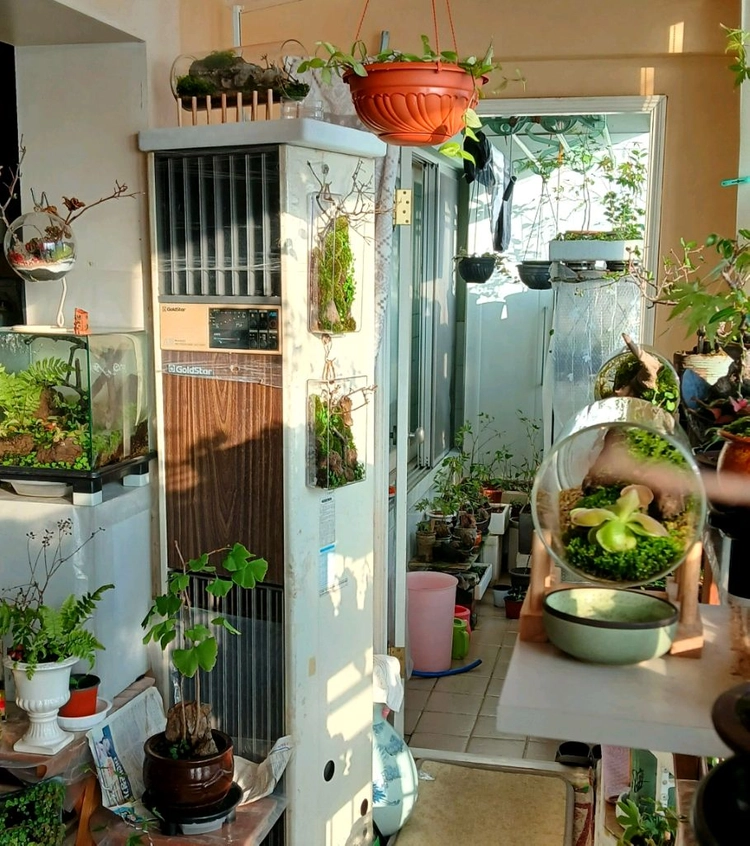 살아있는 식물 액자 이끼 테라리움 - 안심되는 중고거래