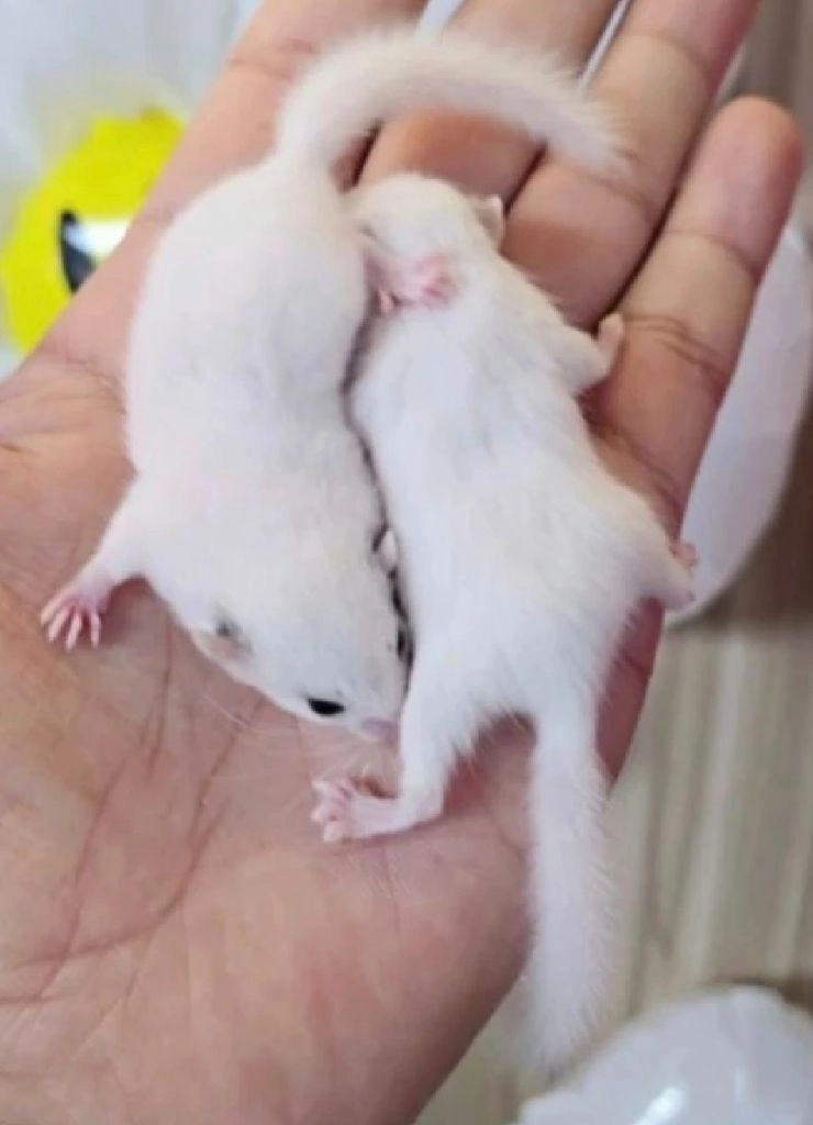 피그미 다람쥐 분양합니다 이미지