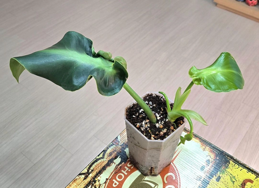 필로덴드론 피그스킨 루고섬 (희귀식물) 이미지