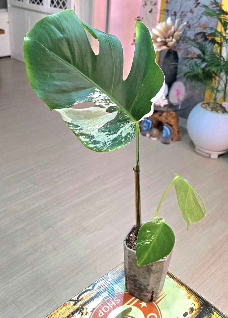 몬스테라알보 이미지