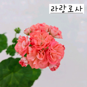 라랑로사 제라늄 이미지