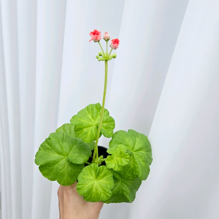 라랑로사 제라늄 이미지