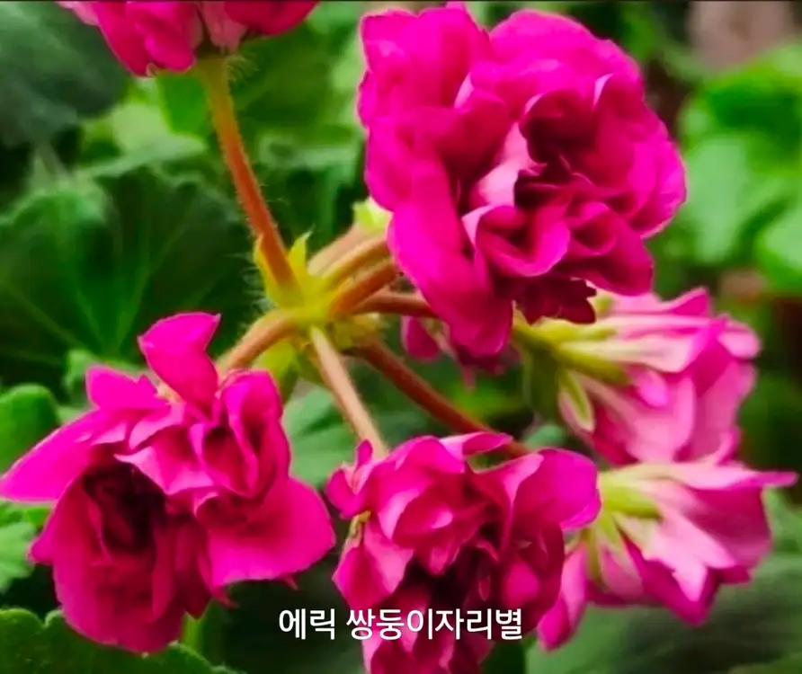 에릭 쌍둥이자리별 중국 제라늄 1.8 이미지