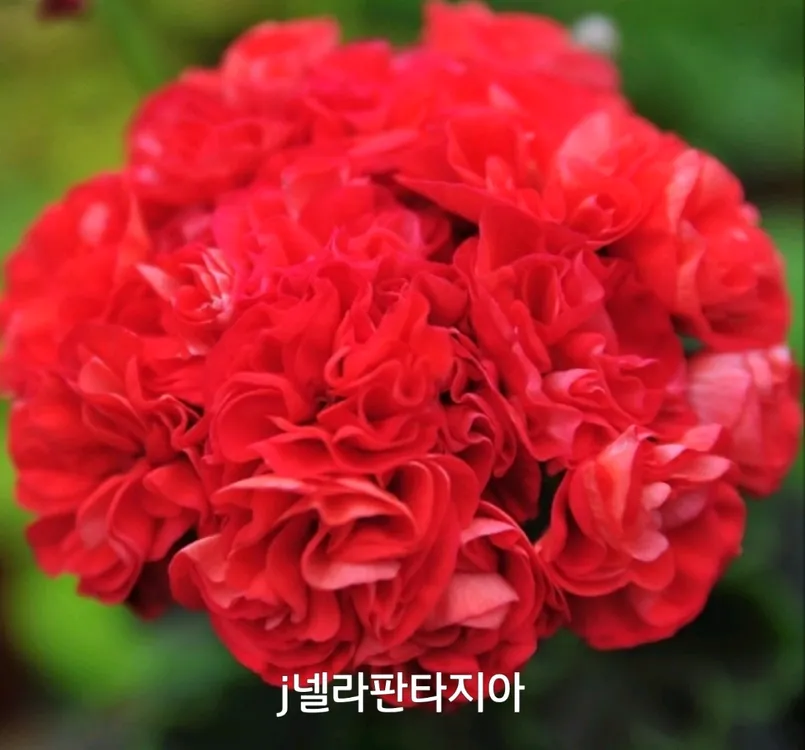 넬라판타지아 제라늄 0.8 이미지