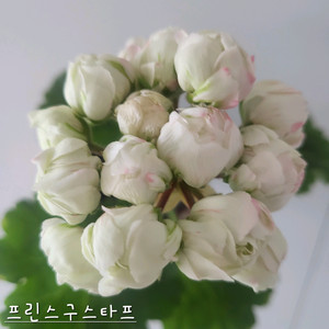 프린스구스타프 제라늄 이미지