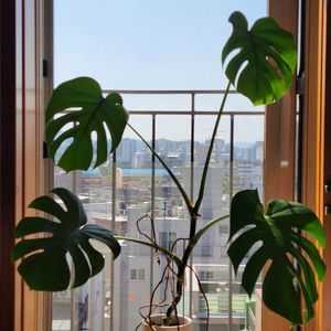 식물/화분 몬스테라 이미지