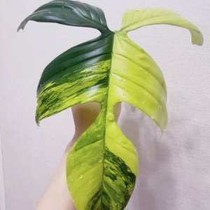 필로덴드론 플로리다뷰티 바리에가타 이미지
