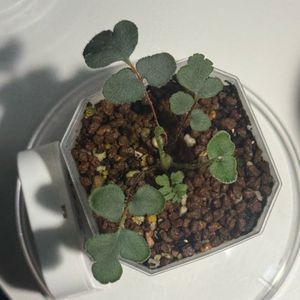 구름 고사리 Astrolepis Integerrima 판매해요 이미지