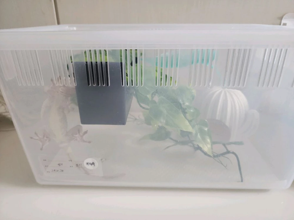 크레스티드 게코 릴리화이트 암컷, 사육장 - 안심되는 중고거래