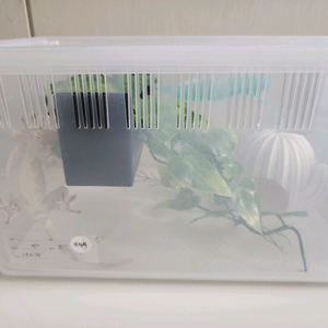크레스티드 게코 릴리화이트 암컷, 사육장 이미지