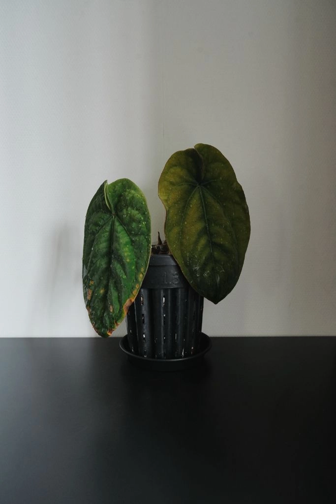 안스리움 드레스러리 RG Dressleri F2 Dark clone x self (grant) 이미지