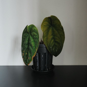 안스리움 드레스러리 RG Dressleri F2 Dark clone x self (grant) 이미지