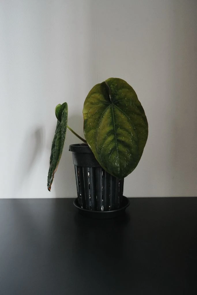 안스리움 드레스러리 RG Dressleri F2 Dark clone x self (grant) 이미지