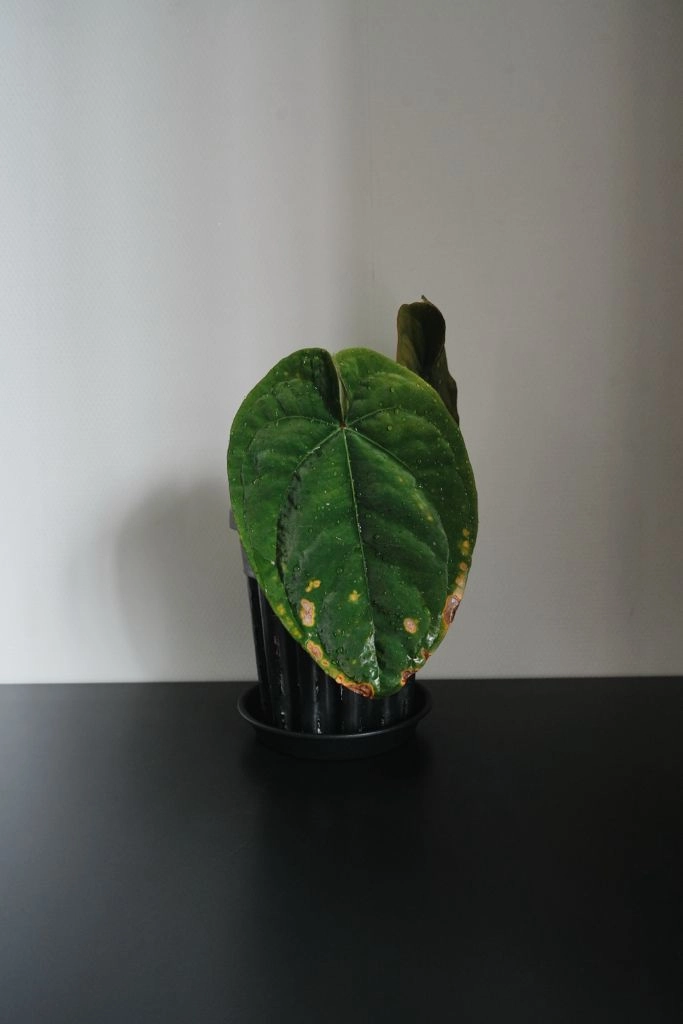 안스리움 드레스러리 RG Dressleri F2 Dark clone x self (grant) 이미지