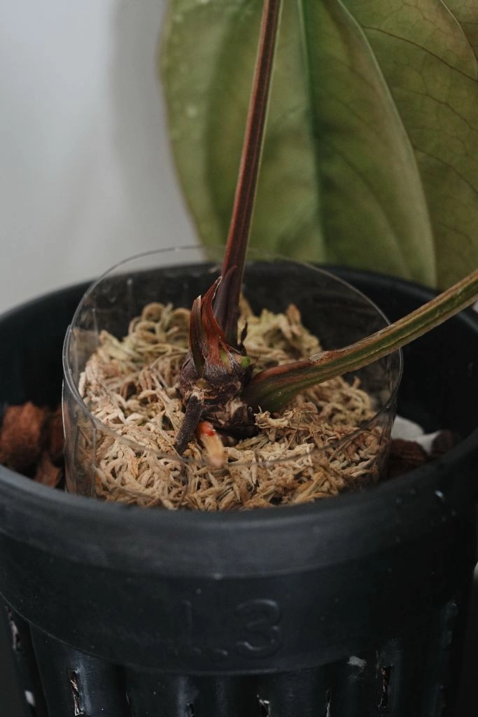 안스리움 드레스러리 RG Dressleri F2 Dark clone x self (grant) 이미지