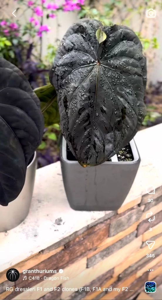 안스리움 드레스러리 RG Dressleri F2 Dark clone x self (grant) 이미지