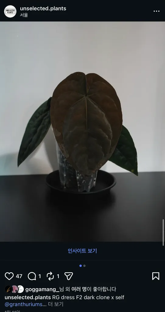 안스리움 드레스러리 RG Dressleri F2 Dark clone x self (grant) 이미지