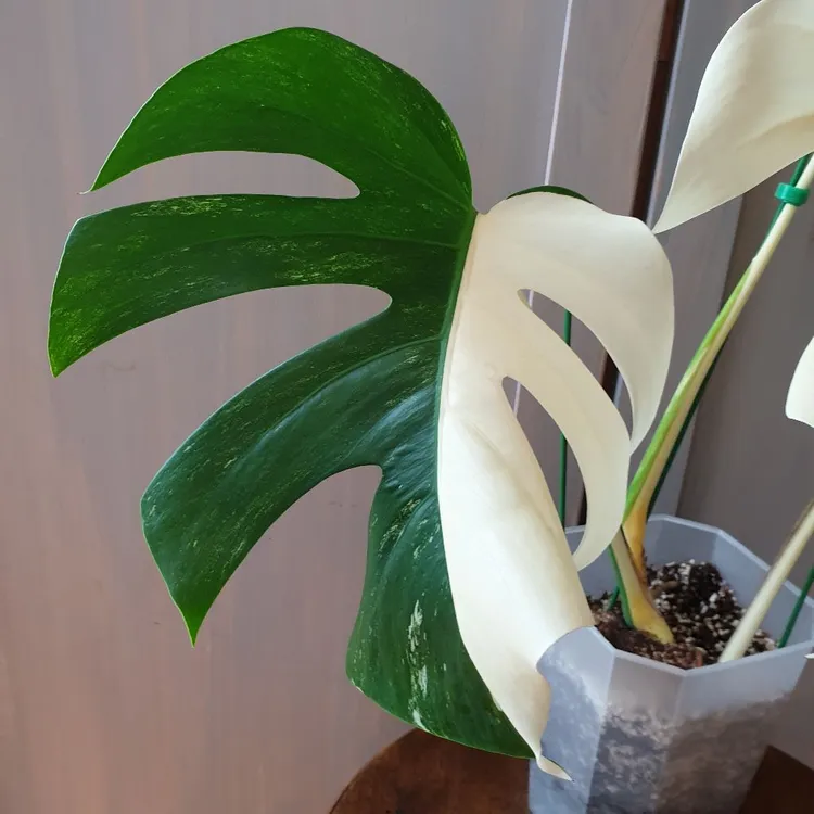 [영크크 알보] #하프문 #탑3장 #새잎28cm #몬스테라 알보 이미지