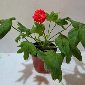 붉은별바람 스텔라제라늄 이미지