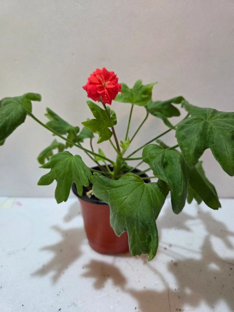 붉은별바람 스텔라제라늄 이미지