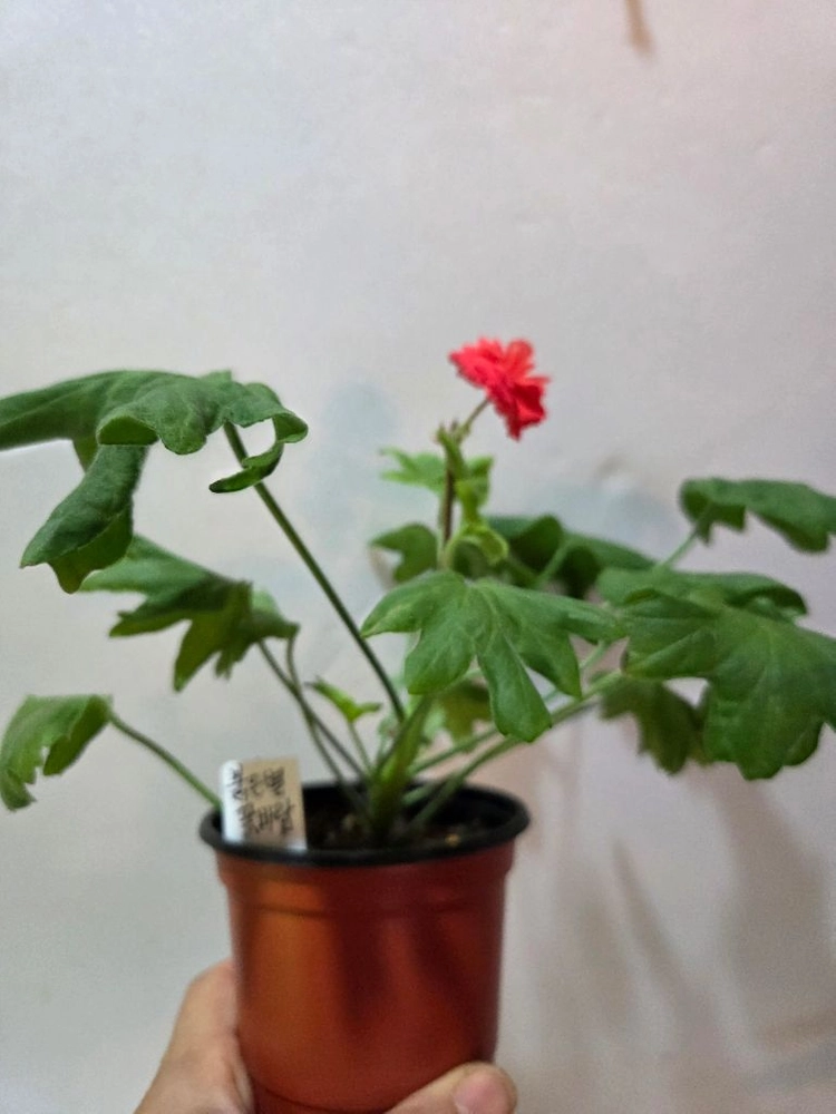 붉은별바람 스텔라제라늄 이미지