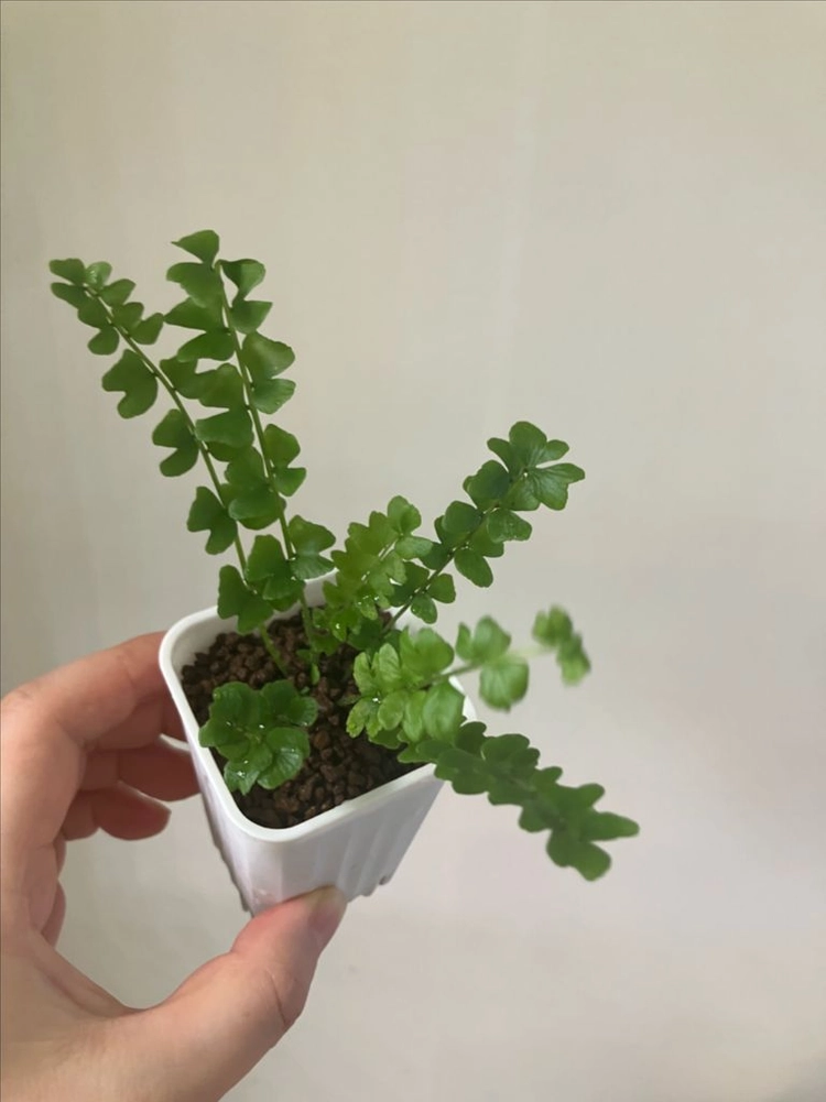 나비줄고사리 (Nephrolepis papillon) 빠삐용고사리 - 안심되는 중고거래