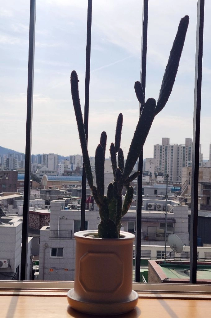 식물/화분 만세선인장 다육식물 이미지