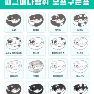 인천 피그미다람쥐 파이드 분양 이미지