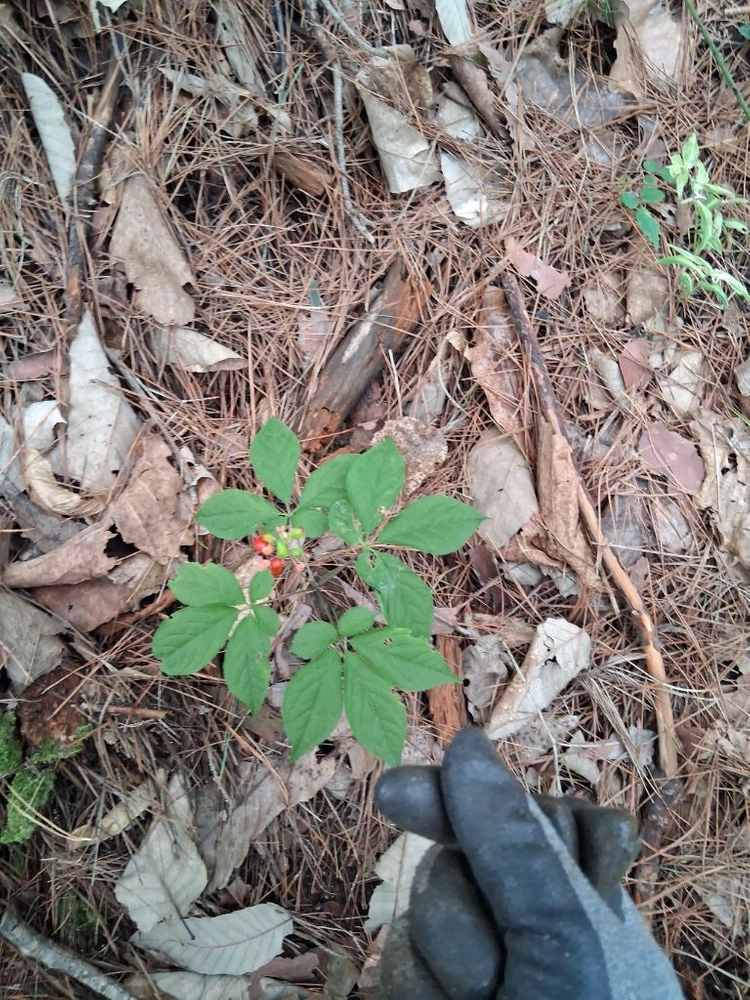 건강식품 자연산 야생산삼 강원도 홍천 인제에서 직접채취 - 안심되는 중고거래