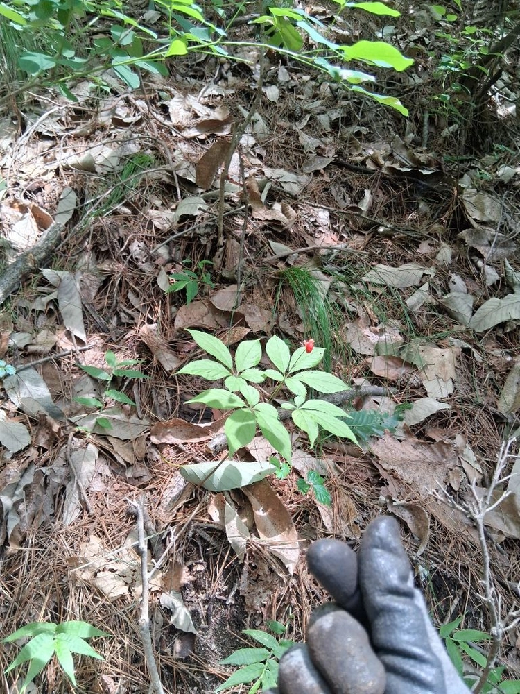 산삼 자연산 야생산삼 강원도 홍천 인제에서 채심 건강관리 이미지
