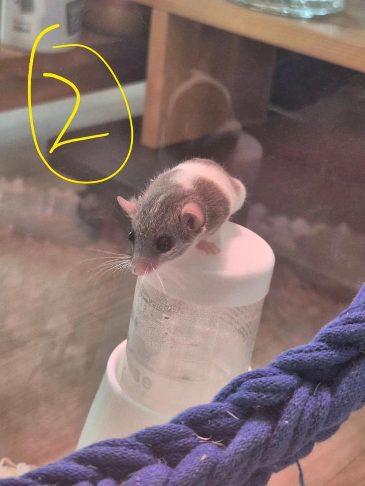 피그미다람쥐 분양합니다 이미지