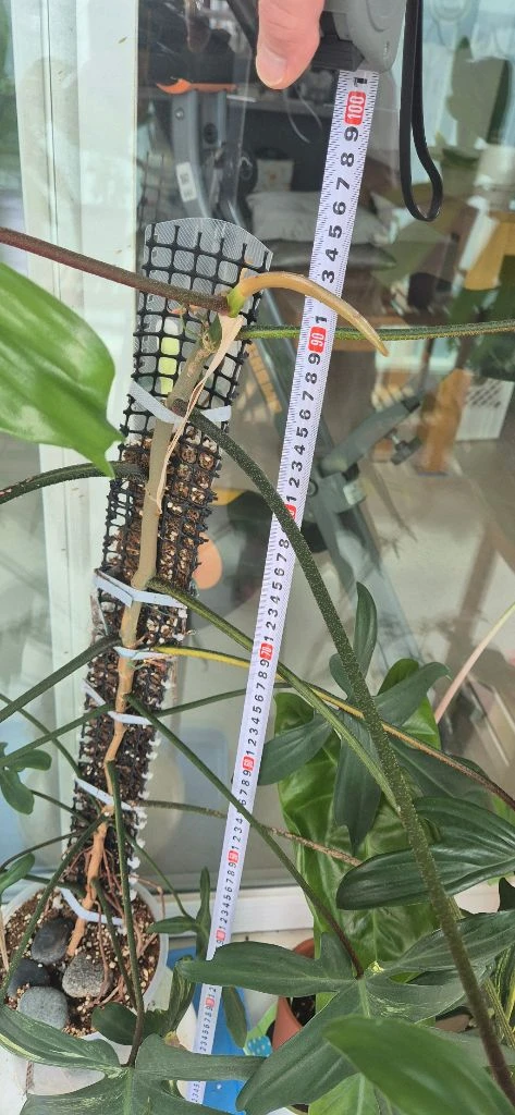 (가격내림)필로덴드론 플로리다 뷰티 바리에가타 이미지