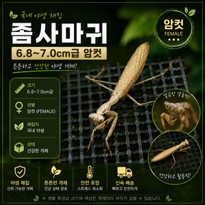 대형 좀사마귀 7cm내외 대형 암컷 이미지