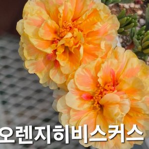 채송화(6종)세트 (제라늄 x) 이미지