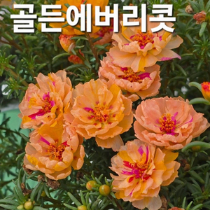 채송화(6종)세트 ( 제라늄 x) 이미지