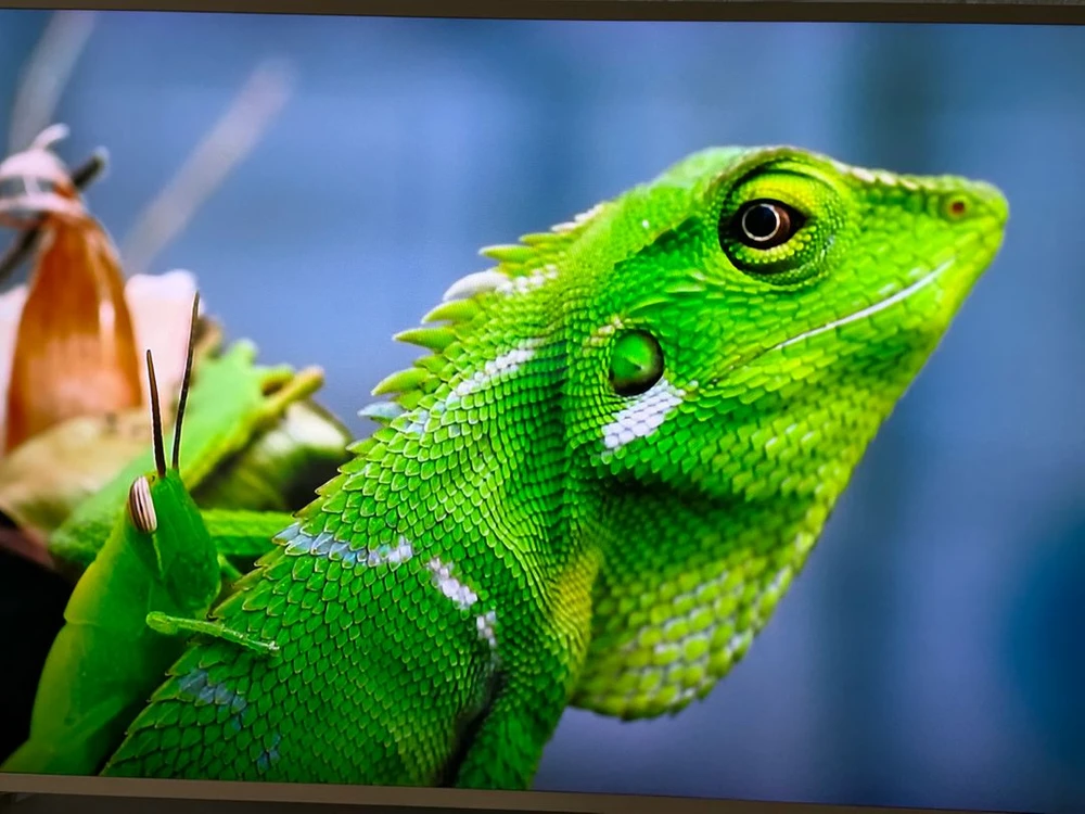 삼성 55인치 QLED TV 더 프레임 (QN55LS03RAFXKR)팝니다. 이미지