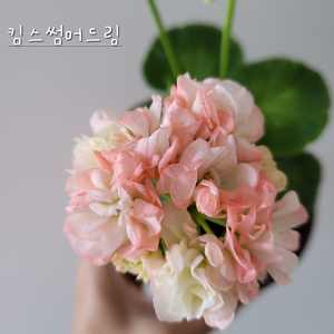 킴스썸머드림 제라늄 이미지