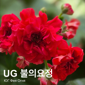ug불의요정 에릭스타판타지 uv25.20 러중제라늄 이미지