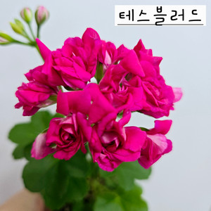테스블러드 제라늄 이미지