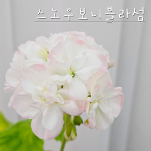 스노우보니블라섬 제라늄 이미지