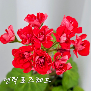 엔틱로즈레드 제라늄(8번) 이미지