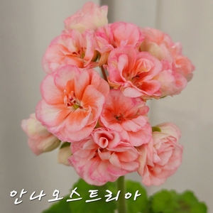 안나오스트리아 제라늄(1번) 이미지